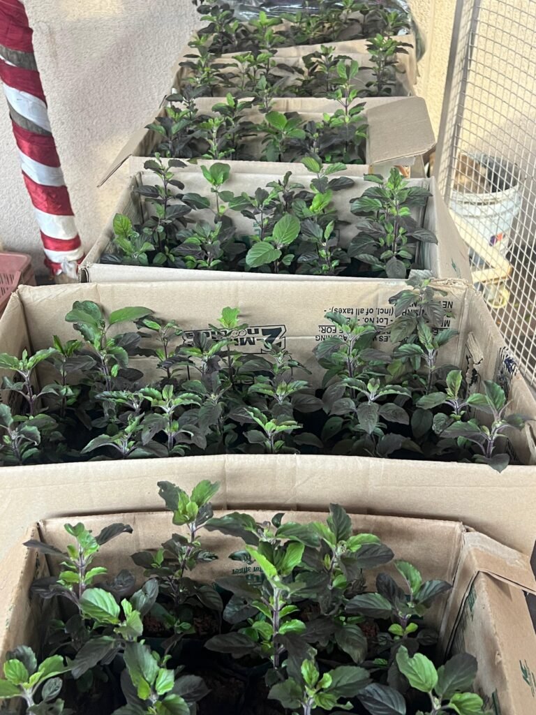 WhatsApp Image 2025-07-24 at 1.51.03 PM